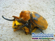 Escarabajo Elefante Megasoma elephas