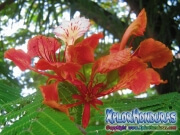Acacia Roja Flor