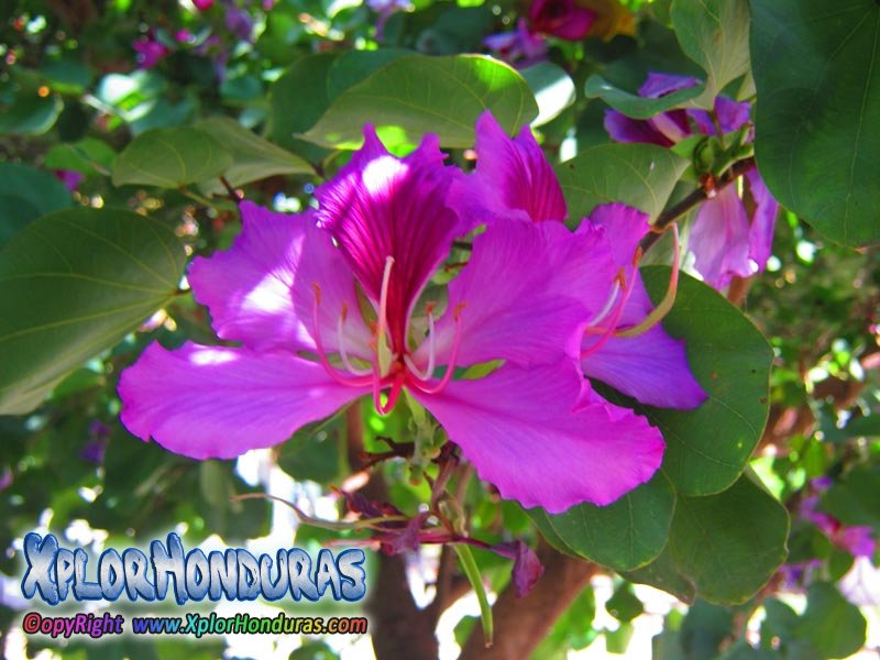 Bauhinia Monandra | Flor Casco de Vaca Honduras : XplorHonduras Honduras