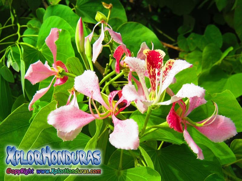 Bauhinia Monandra | Flor Casco de Vaca Honduras : XplorHonduras Honduras