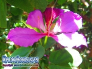 Bauhinia Monandra Flor Casco de Vaca morada