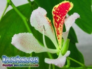 Bauhinia Monandra Flor Casco de Vaca