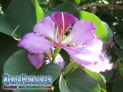 Bauhinia Monandra Flor morada