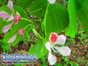 Bauhinia Monandra Flor rosada