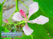 Bauhinia Monandra rosada