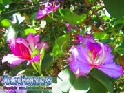 Bauhinia Monandra morada