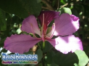 Casco de Vaca morada flor