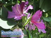 Flor Bauhinia Monandra morada