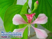 Flor Bauhinia Monandra