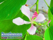 Flor Casco de Vaca