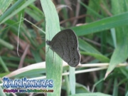 butterfly Carolina Satyr Hermeuptychia sosybius