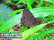 Mariposa Carolina Satyr Hermeuptychia sosybius