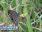butterfly Carolina Satyr Hermeuptychia sosybius
