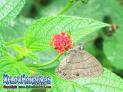 Mariposa Carolina Satyr Hermeuptychia sosybius