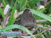 fotos mariposa Carolina Satyr Hermeuptychia sosybius