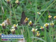 Butterfly Carolina Satyr Hermeuptychia sosybius