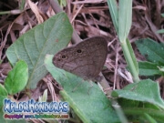 Mariposa Carolina Satyr Hermeuptychia sosybius