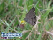 Butterfly Carolina Satyr Hermeuptychia sosybius