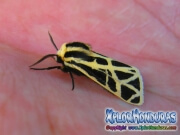 cymbalophora-pudica-moth