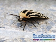 foto-mariposa-cymbalophora-pudica-macho