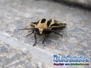 moth Cymbalophora pudica photo