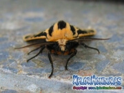 Moth Cymbalophora pudica