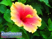 hibiscus, mar pacifico, rosa-sinensis rosa china pink with orange