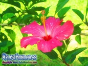 hibiscus, mar pacifico, rosa-sinensis rosa china rosado con blanco