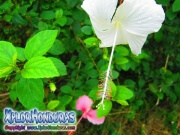 mar pacifico, hibiscus, rosa-sinensis, rosa china blanco