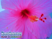 mar pacifico, hibiscus, rosa-sinensis, rosa de china rosado