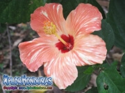 pink with orange hibiscus, mar pacifico, rosa-sinensis, rosa de china rosado con blanco