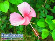 pink hibiscus, mar pacifico, rosa-sinensis, rosa de china rosado