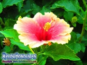 pink with orange hibiscus, mar pacifico, rosa-sinensis, rosa de china rosado con amarillo