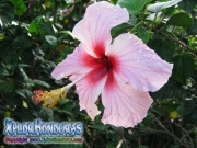 pink hibiscus, mar pacifico, rosa-sinensis, rosa de china rosado