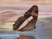 Imariposa-adelpha-iphiclus-iphiclus-butterfly-iphiclus-sister-honduras-08