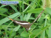 mariposa-adelpha-iphiclus-iphiclus-butterfly-iphiclus-sister-honduras-01