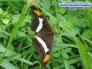 mariposa-adelpha-iphiclus-iphiclus-butterfly-iphiclus-sister-honduras-02