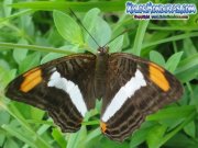 mariposa-adelpha-iphiclus-iphiclus-butterfly-iphiclus-sister-honduras-03