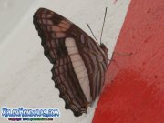 mariposa-adelpha-iphiclus-iphiclus-butterfly-iphiclus-sister-honduras-05