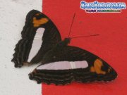 mariposa-adelpha-iphiclus-iphiclus-butterfly-iphiclus-sister-honduras-07