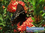 Broad banded Swallowtail Papilio astyalus honduras