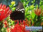 butterfly Broad banded Swallowtail Papilio astyalus honduras