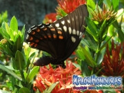 butterfly Broad banded Swallowtail Papilio astyalus