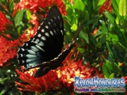 butterfly female Broad banded Swallowtail Papilio astyalus honduras