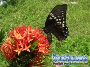 butterfly female Broad banded Swallowtail Papilio astyalus