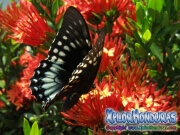 butterfly female Papilio astyalus Broad banded Swallowtail honduras