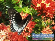 butterfly female Papilio astyalus Broad banded Swallowtail