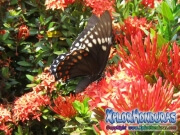 butterfly Papilio astyalus Broad banded Swallowtail honduras