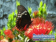 butterfly Papilio astyalus Broad banded Swallowtail