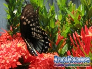 mariposa Broad banded Swallowtail Papilio astyalus honduras